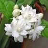 Shital 1